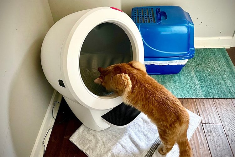Litter-Robot Black Friday Sale Is Now Live: What You Need to Know